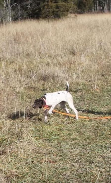 Field Trialers Only- GSP's