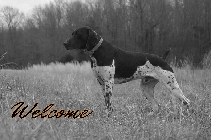 Welcome to ProStart GunDogs